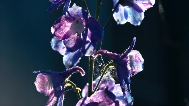 Larkspur flor por la mañana — Vídeo de stock