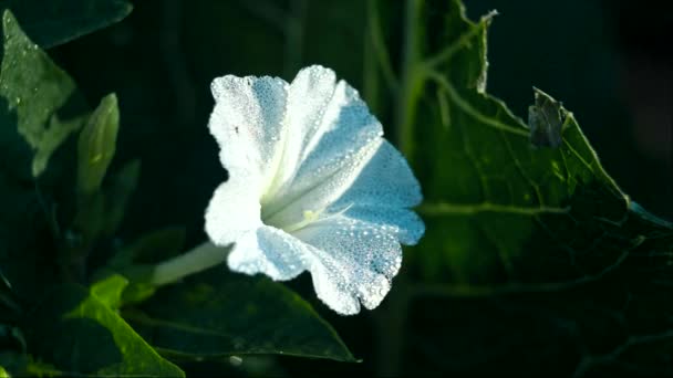 Weiße Glockenblume Der Morgensonne Mit Tau Bedeckt Makro Nahaufnahme Geringe — Stockvideo