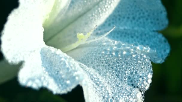 White bellflower at morning sun — Stock Video