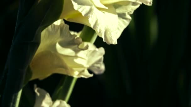 グラジオラス植物のクローズ アップ — ストック動画