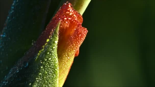 Gladiolus plant closeup — Stock Video