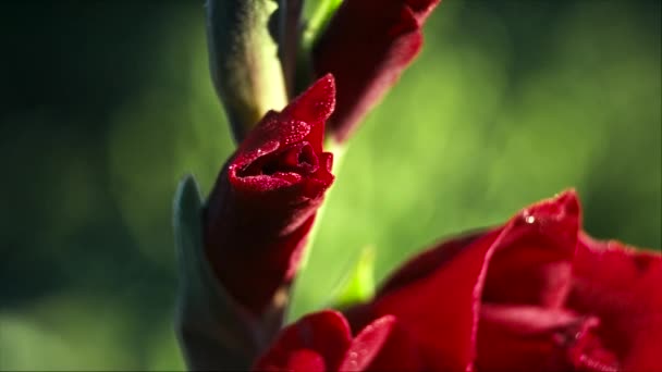 Gladiolus planta closeup — Vídeo de Stock