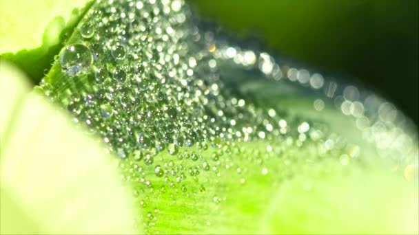 Feuilles vertes tôt le matin avec gouttes de rosée — Video