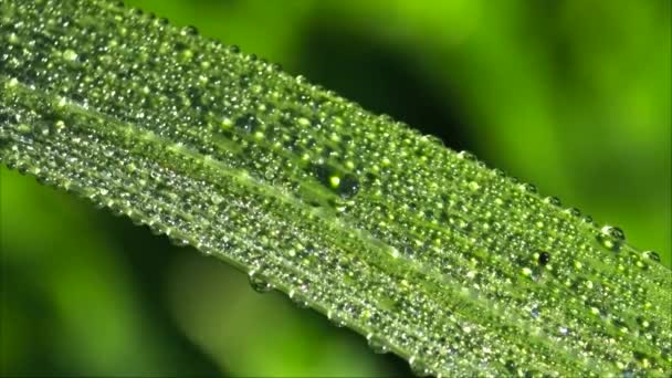 Folhas verdes no início da manhã com gotas de orvalho — Vídeo de Stock