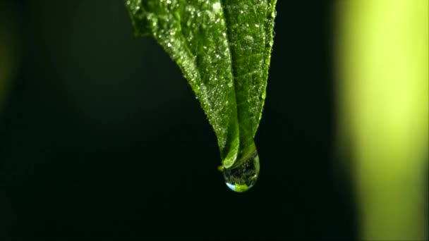 Grape leaf at early morning with dew drops — Stock Video