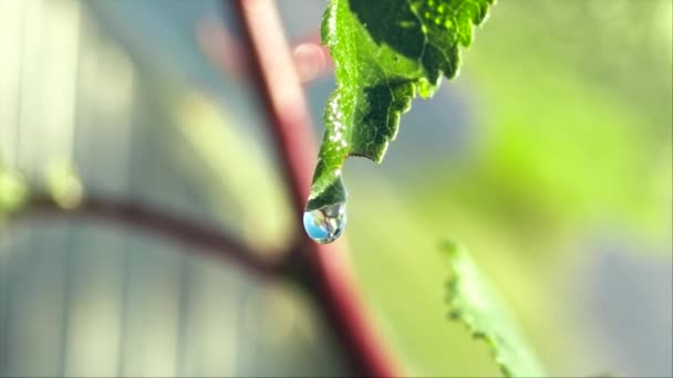 Foglia Verde Mattino Presto Con Gocce Rugiada Nel Giardino Estivo — Video Stock