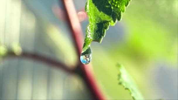 Frunză Verde Dimineața Devreme Picături Rouă Grădina Vară Fotografie Macro — Videoclip de stoc