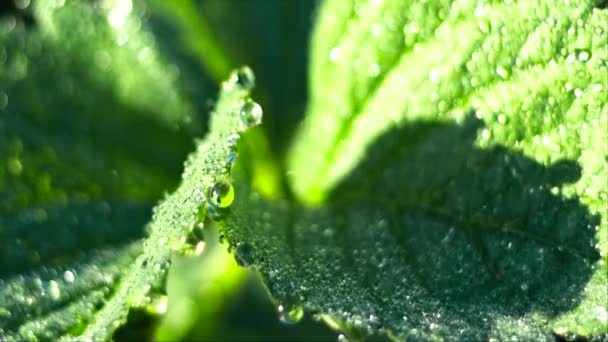 Зелене листя на ранній ранок з краплями роси — стокове відео