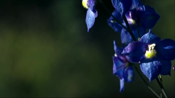 Larkspur flower at morning — Stock Video