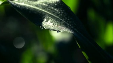 Yeşil Çiy damlaları ile sabah erken bırakır