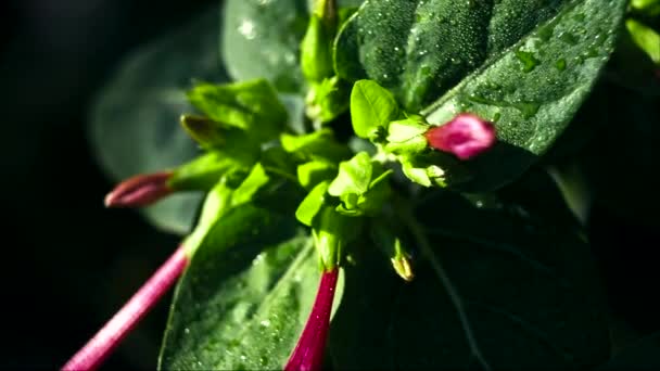 Folhas verdes no início da manhã com gotas de orvalho — Vídeo de Stock