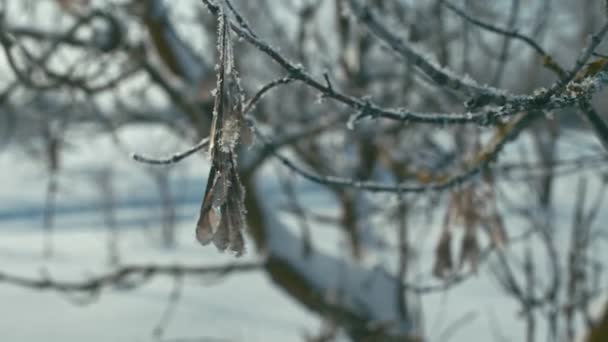 Ramo ghiacciato dell'albero — Video Stock