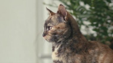 Üç renkli kedi çerçevenin dışına seyir