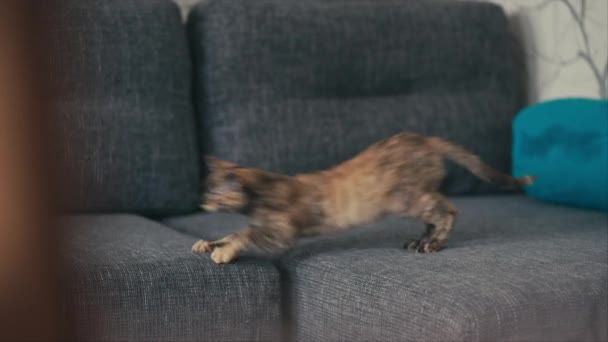 Drie gekleurde kat spelen op Bank — Stockvideo