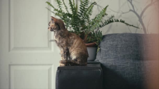 Üç renkli kedi çerçevenin dışına seyir — Stok video