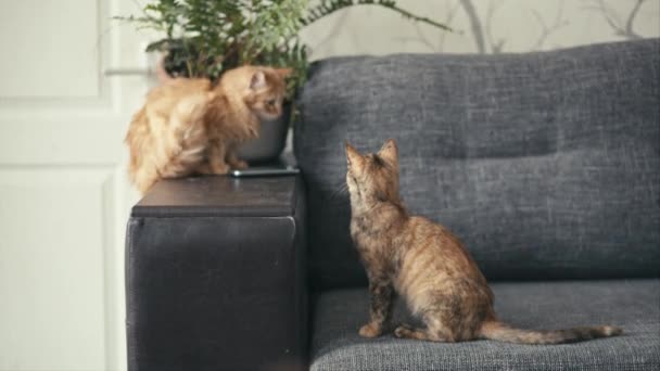 Τρία χρωματιστά γάτα παίζει με κόκκινο γάτα — Αρχείο Βίντεο