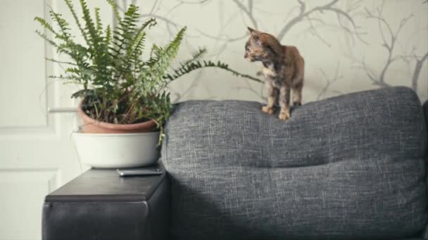 Dreifarbige Katze spielt mit Smartphone — Stockvideo