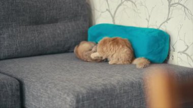 Kırmızı kedi ile mücadele üç renkli kedi