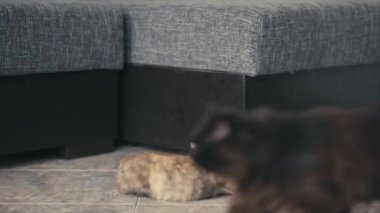 Kanepe yakın katta oynayan üç renkli kedi