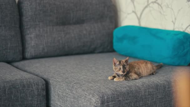 Dreifarbige Katze liegt auf Sofa — Stockvideo