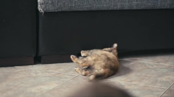 Трехцветная кошка играет на полу возле дивана — стоковое видео