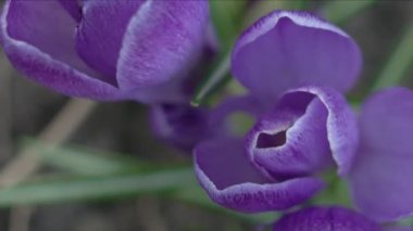 Menekşe çiçekleri