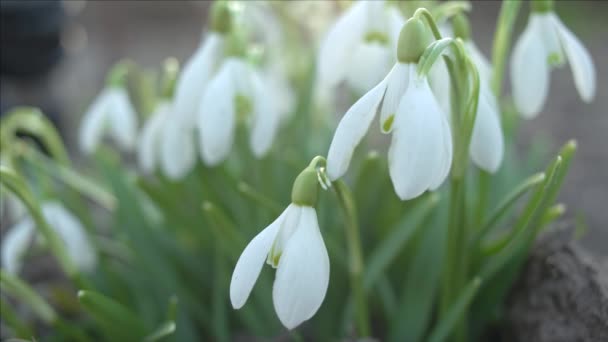 Gota de neve ou flor de galanthus close-up — Vídeo de Stock