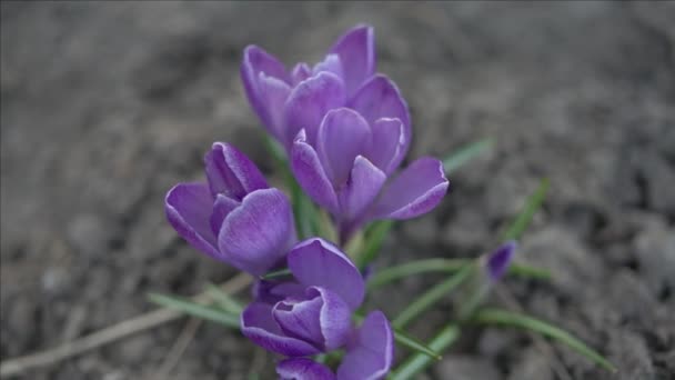 Fleurs de crocus violet — Video