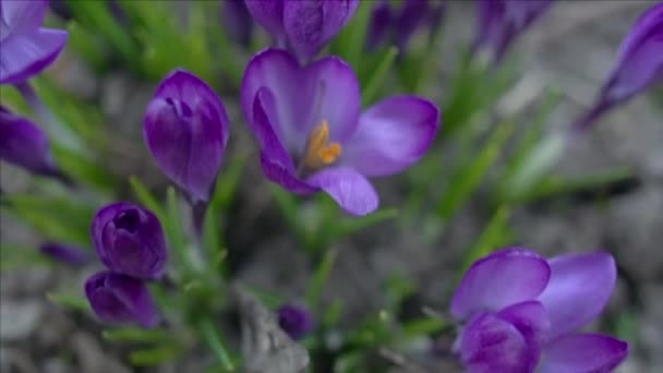 Flores de croco violeta — Vídeo de Stock