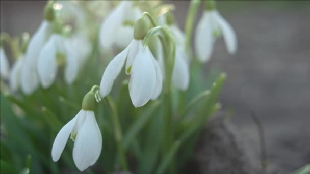 Snowdrop or galanthus flower closeup — Stock Video
