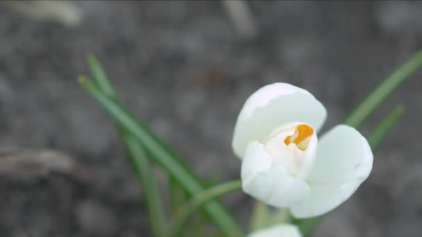 Witte crocus bloem — Stockvideo