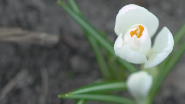 Weiße Krokusblüte — Stockvideo