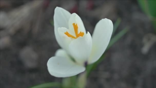 Белый цветок крокуса — стоковое видео