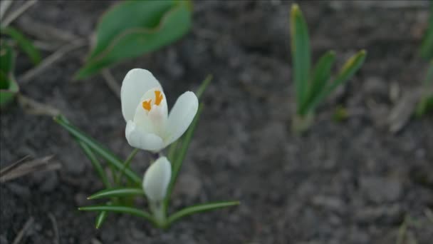 Witte crocus bloem — Stockvideo