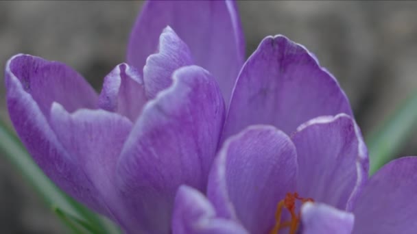 Fleurs de crocus violet