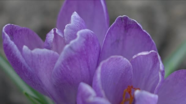 Violet crocus flowers — Stock Video