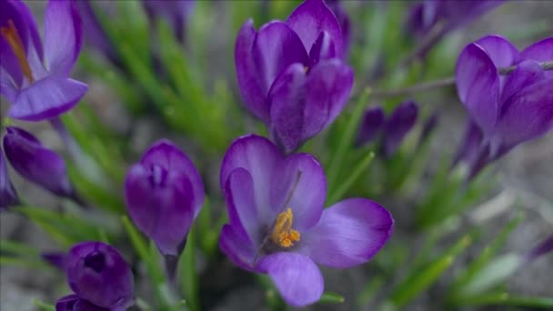 Flores de cocodrilo violeta — Vídeo de stock