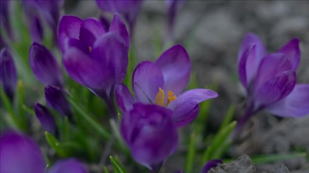 Fialové krokus květiny — Stock video