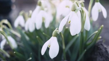 Kardelen veya galanthus makro çekim, sığ derinlik-in tarla kaydırma, çiçek