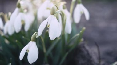 Kardelen veya galanthus makro çekim, sığ derinlik-in tarla kaydırma, çiçek