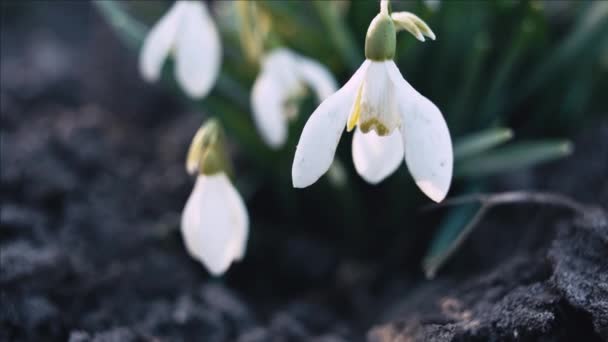 Snowdrop Galanthus Flor Macro Tiro Panning Profundidade Rasa Campo — Vídeo de Stock