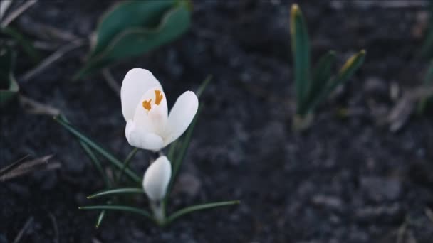 White Krokus Kwiat Makro Śledzenie Strzał Płytkiej Głębi Ostrości — Wideo stockowe