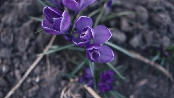 Violet Crocus Bloemen Macro Tracking Shot Ondiepe Scherptediepte — Stockvideo