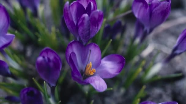 Violet Crocus Flowers Macro Tracking Shot Shallow Depth Field — Stock Video