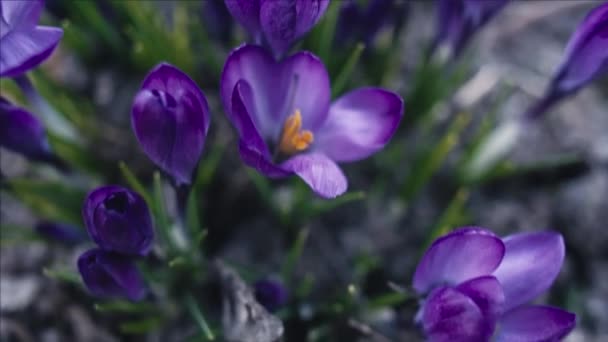 Crocus Fialové Květiny Makro Sledování Snímku Malá Hloubka Ostrosti — Stock video