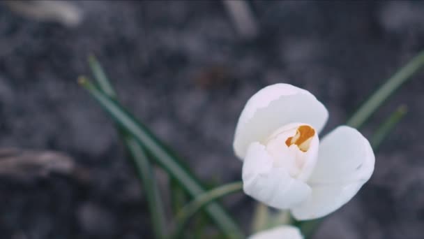 Λευκό Λουλούδι Κρόκος Μακροεντολή Πλάνο Παρακολούθησης Ρηχό Βάθος Πεδίου — Αρχείο Βίντεο