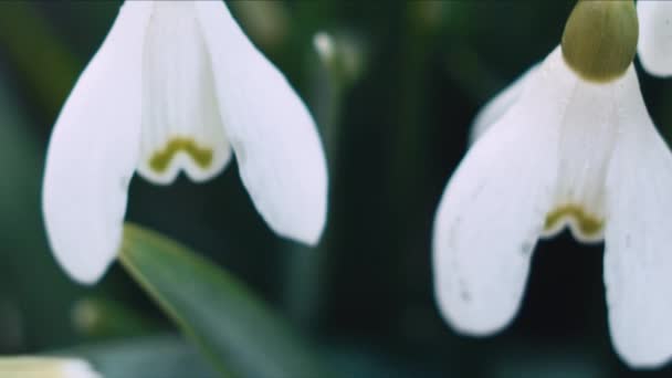 Snowdrop Galanthus Flor Macro Tiro Panning Profundidade Rasa Campo — Vídeo de Stock