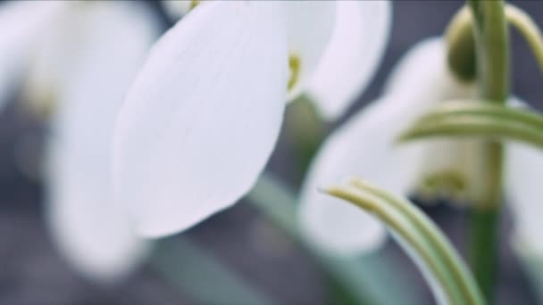 Снегопад Галантус Цветок Супер Макрос Панорамный Снимок Мелкая Глубина Резкости — стоковое видео