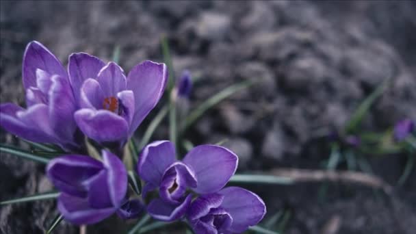 Fleurs Crocus Violet Macro Pistage Faible Profondeur Champ — Video