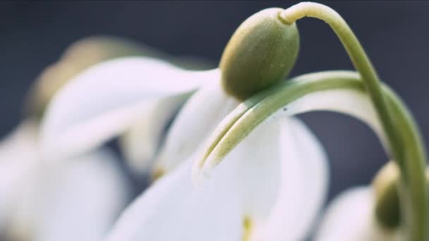 Super Makro Çekim Sığ Derinlik Tarla Kaydırma Çiçek Kardelen Galanthus — Stok video